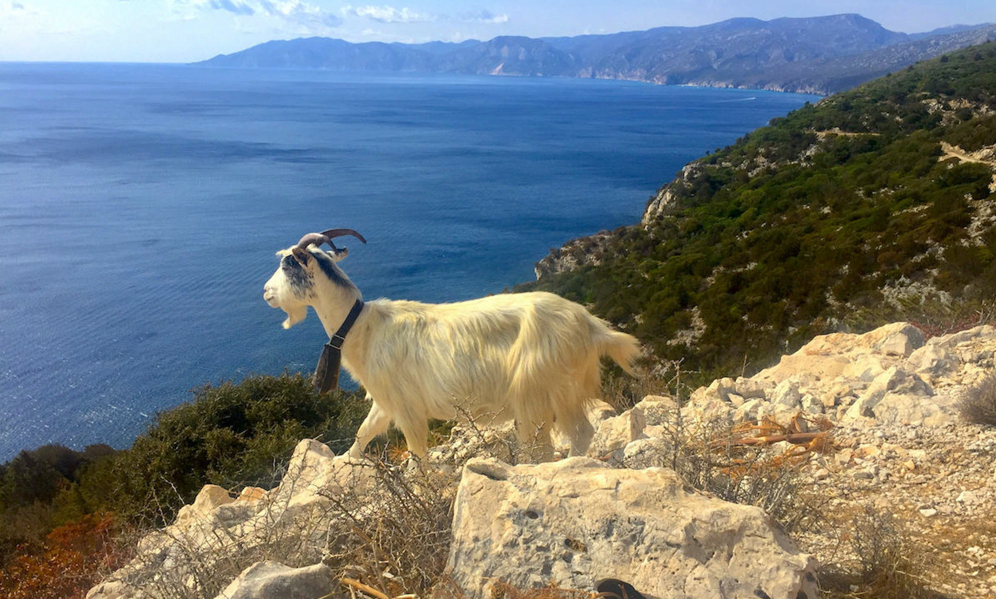 Goat Mountain brings out the kid (pun intended) in fair visitors of all  ages, Features